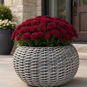 May include: A round, light grey woven planter pot containing a dense cluster of deep burgundy chrysanthemum flowers. The planter features a textured, basket-weave pattern with a rounded, bulbous shape that sits on a flat, light-coloured surface.