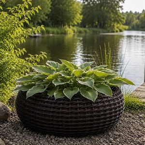 May include: A large, dark brown woven planter filled with lush green and white-edged hosta plants. The round planter sits on a bed of small stones near a lake and wooden dock. The background features trees and water.