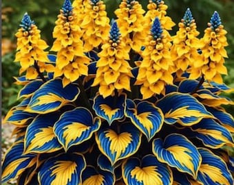 Bulbos raros de Hosta amarillo azul / Planta perenne de sombra de fácil cultivo con raíces vivas