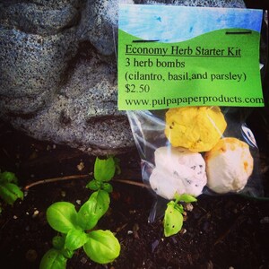 Economy Herb Kit - Basil, Parsely, & Cilantro