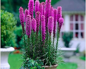 Stella fiammeggiante viola (5 bulbi)