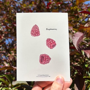 May include: A white rectangular greeting card featuring three hand-drawn illustrations of red raspberries arranged vertically. The text "Raspberries" is printed in black ink next to the top fruit, and a small signature is at the bottom center.