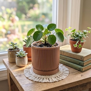 May include: A collection of potted plants on a wooden table near a window. The plants include a Chinese money plant, succulents, and ivy. The plants are in terracotta and ceramic pots. A macrame coaster and stacked books are also on the table.