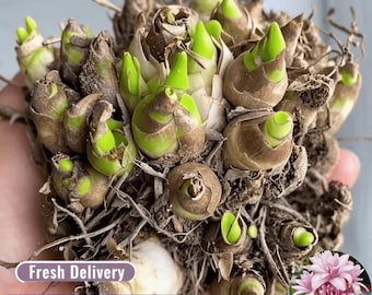Hardy Polianthes Tuberosa Bulb Aromatic Flower Bulb Suitable for Courtyard Bonsai Cultivation