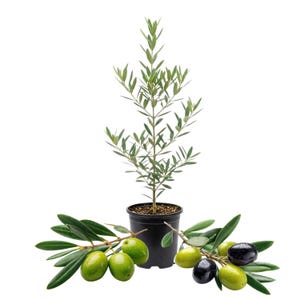 May include: An olive tree in a black pot, surrounded by olive branches with green and black olives. The tree has slender green leaves and a dark brown trunk. The olives vary in color from green to black.