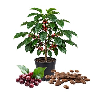 May include: A coffee plant in a black pot with green leaves and red and green coffee cherries. Beside the plant are a cluster of red coffee cherries and a pile of roasted coffee beans. The plant is a houseplant.