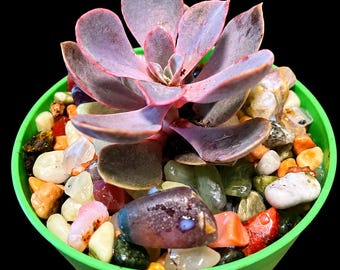 Live succulent planter set in natural stone