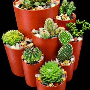 May include: A collection of seven terracotta-colored cylindrical pots arranged in a tiered formation, each containing a different succulent or cactus plant. The soil surface of each pot is covered with small, smooth, multi-colored decorative stones.