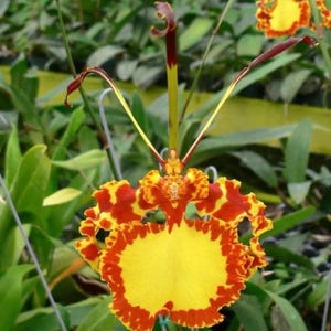 May include: A vibrant orchid flower featuring a large, ruffled yellow labellum with a distinct red-orange border. The bloom displays elongated, slender petals and sepals in shades of deep maroon and yellow, extending upward and outward.