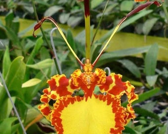 P.P. Mendenhall- vlinderorchidee NBS