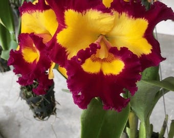 Cattleya-Orchidee „Gangshan King“, blühfähige Pflanze – 10 cm Topf