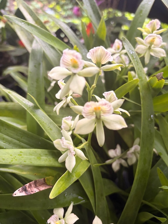 Prosthechea. radiata - currently blooming Fragrant orchid 4" pot