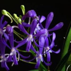 May include: Close-up of vibrant purple orchids with white centers and long, slender petals. The flowers are in full bloom, with some buds still closed. The background is a deep black, highlighting the vivid colors of the flowers.
