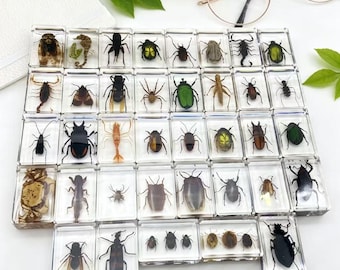 30 real insect specimens, preserved in resin, modern collection fossils