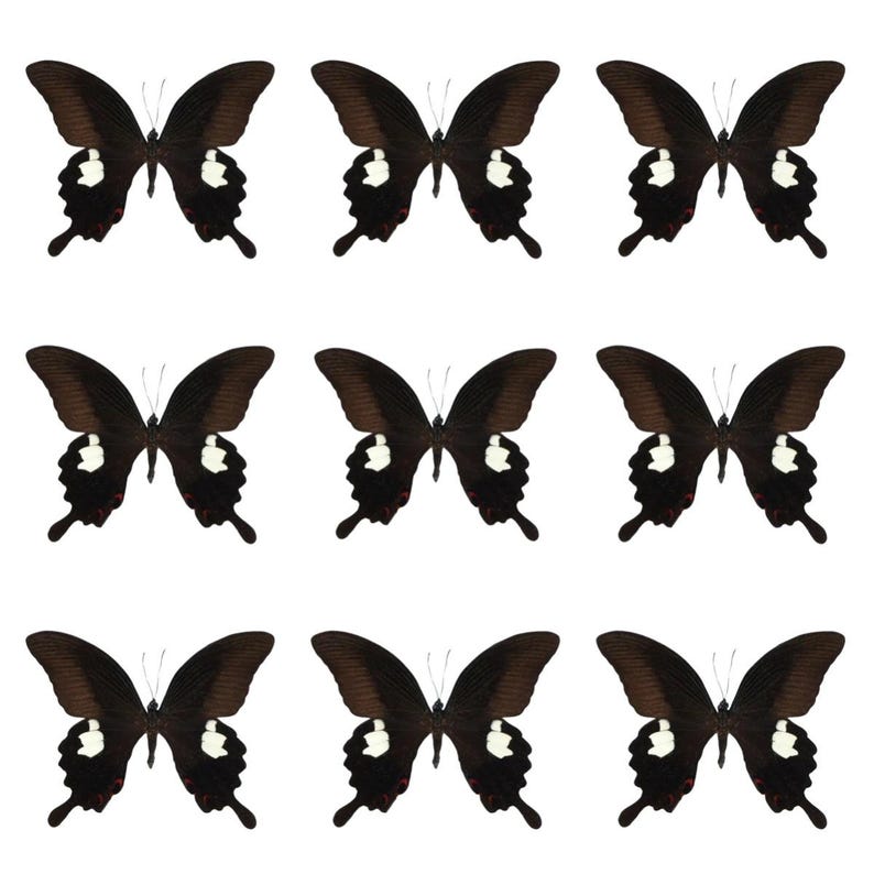 Real Butterfly Specimen Collection, Ethical Natural Insect Art ...