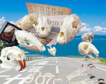 Real Animal Skulls, Ethically Sourced Bone Specimens, Natural Decoration, Educational Collection