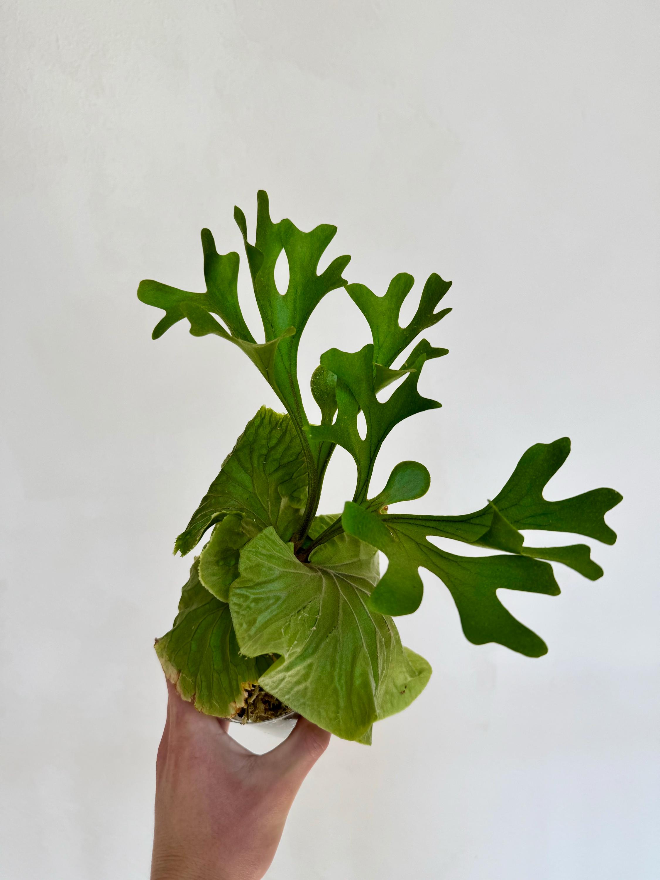 Platycerium Ridleyi（リドレイ）Lサイズ Platycerium - Ridleyi Staghorn Fern Ridley's ridleyi<⁄em&gt
