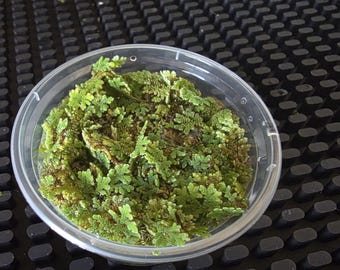 Azolla Filiculoides Aquatic Plants