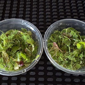 Può includere: Due contenitori rotondi in plastica trasparente riempiti con una varietà di piccole piante acquatiche di un verde brillante. Il fogliame presenta texture delicate e piumose e piccole foglie arrotondate, con alcune sfumature di colore bruno-rossastro.