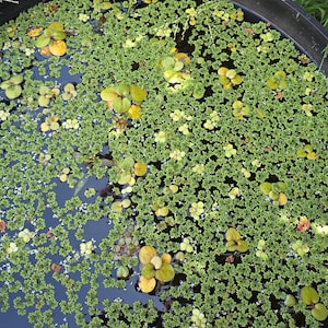 May include: A black, round water basin filled with water and aquatic plants. The water's surface is covered with small, green plants and larger, yellow-green lily pads. The basin is outdoors, with grass visible in the background.