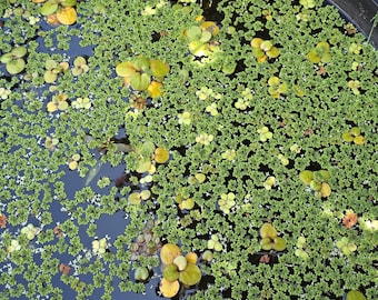 Plantas acuáticas flotantes variadas: Azolla, Liatris, Lenteja de agua