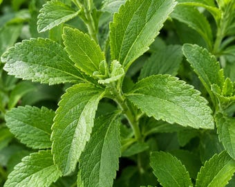 50 semillas de Stevia Rebaudiana – Hierba de hoja dulce, sustituto natural del azúcar.