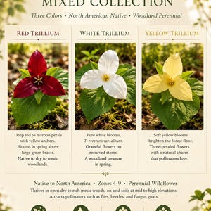 15 Trillium Bulbs Mixed Colors Bare Root Woodland Shade Perennial Wildflower