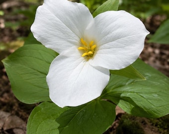 White Trillium Bulbs Nursery Grown Native Woodland Wildflower Shade Garden Plant
