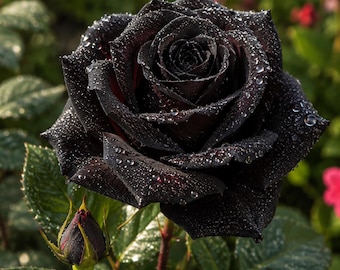 5 semillas de rosal negro arbustivo perenne para jardín tradicional
