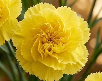 50 semillas de clavel amarillo — Dianthus granadin, flores de jardín