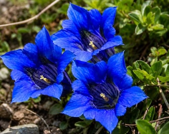 15 Blue Stemless Gentian Seeds — Alpine Trumpet Flower for Rock Gardens