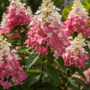 1 Pinky Winky Panicle Hydrangea Live Plant Quart Pot Hardy Shrub