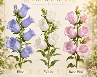 Cottage Chorus — Canterbury Bells Campanula Flower Seed Collection
