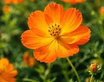 50 Cosmos Wildflower Seeds — Heirloom Non-GMO Pollinator Cut Blooms Garden