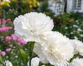 50 semillas de clavel blanco — Dianthus granadin, flores de jardín