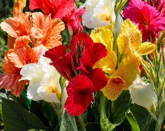 5 bulbos de lirio canna de colores variados — Jardín tropical de plantas perennes para colibríes