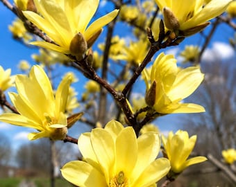 2 árboles jóvenes de magnolia Yellow Bird: Flores doradas de primavera