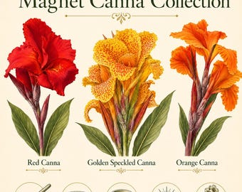 Semillas de lirio canna para colibríes — Colección de flores tropicales rojas, amarillas y naranjas