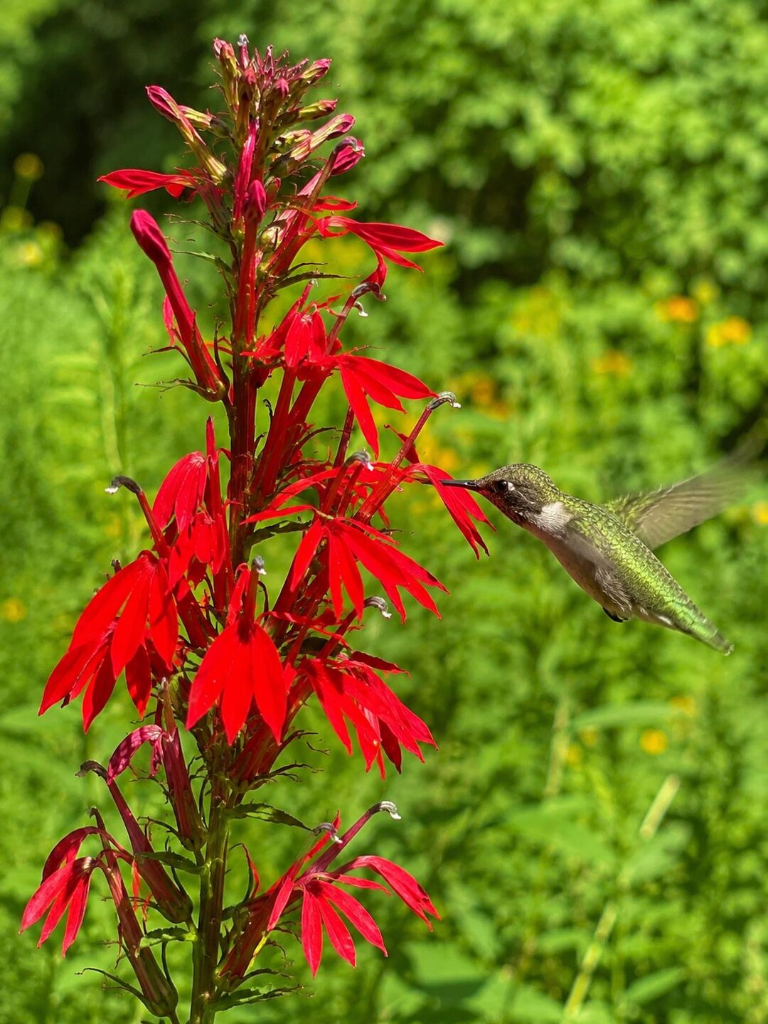 5 Red Cardinal Flower Roots Lobelia Cardinalis Native Perennial ...