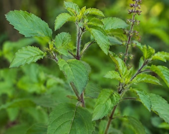 Planta viva de albahaca sagrada — Tulsi Ocimum Tenuiflorum, hierba culinaria sagrada y fragante