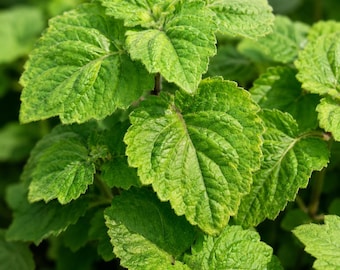 Planta viva de pachulí — Pogostemon Cablin, planta joven de hierbas aromáticas para cultivo en maceta de interior