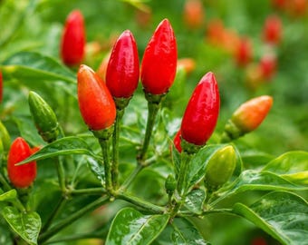 3 plantas vivas de chile Pequin, pimiento pájaro mexicano, variedad tradicional, picante, compacto, para patio.