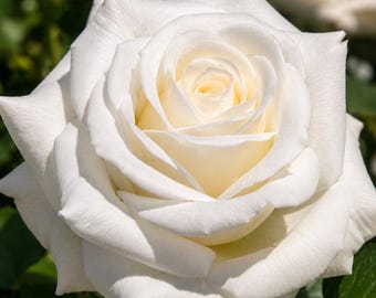 5 semillas de rosal blanco arbustivo perenne para jardín tradicional