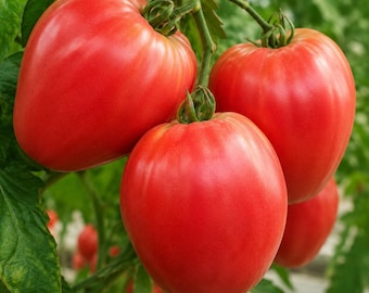 Plantas vivas de tomate gigante húngaro, variedad antigua Oxheart, para iniciar el jardín.