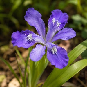 May include: A vibrant purple iris flower featuring six delicate petals with ruffled edges and distinct white, fringed markings at the center of each petal. The flower is supported by long, slender, bright green leaves extending from the base.