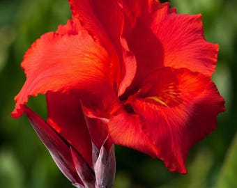 5 semillas de lirio canna rojo — Flor de jardín tropical Indian Shot