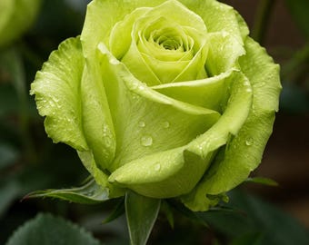 5 semillas de rosal arbustivo verde, planta perenne, para jardín tradicional.