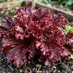May include: A vibrant head of red lettuce growing in a garden bed. The leaves are a deep burgundy color with ruffled edges, surrounded by dark soil and small green plants. The wooden border of the garden is visible in the background.