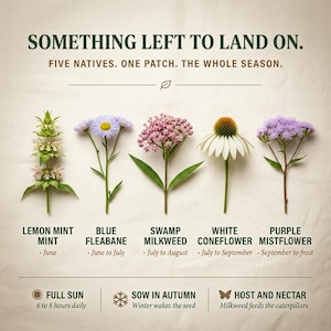 May include: A botanical chart titled SOMETHING LEFT TO LAND ON. FIVE NATIVES. ONE PATCH. THE WHOLE SEASON. It displays five flowers: Lemon Mint, Blue Fleabane, Swamp Milkweed, White Coneflower, and Purple Mistflower, with seasonal bloom times listed.