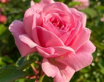 5 semillas de rosal rosal arbustivo perenne para jardín tradicional